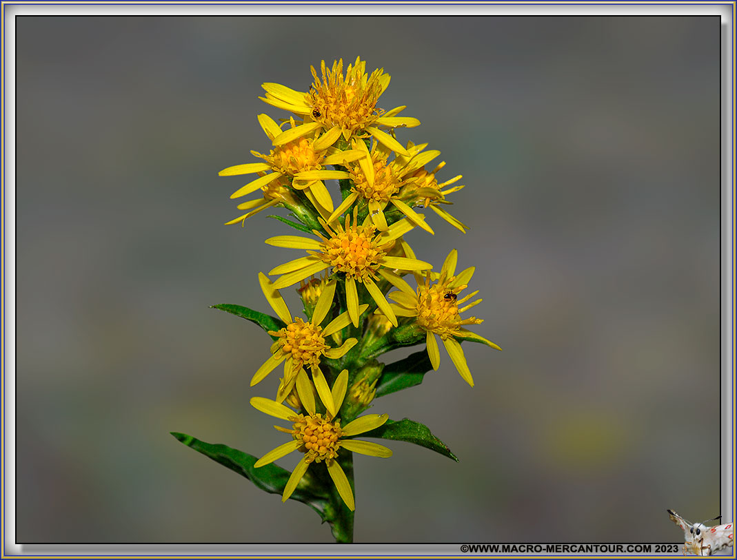 verge d'or